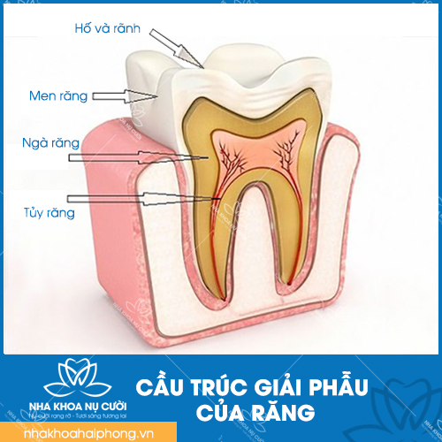 cau-truc-rang